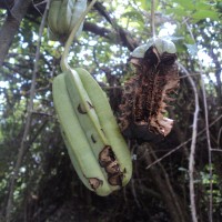 Aristolochia ringens Vahl